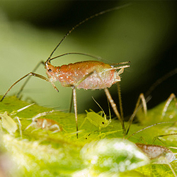 Schädlinge an Zimmerpflanzen Schädlinge an Zimmerpflanzen