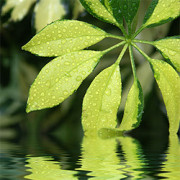 Schefflera, Strahlenaralie, Lackblatt (Schefflera arboricola) Schefflera, Strahlenaralie, Lackblatt (Schefflera arboricola)
