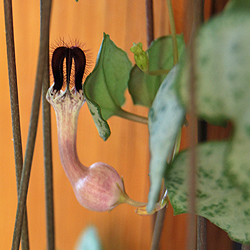 Ceropegia Woodii Giftig Für Katzen