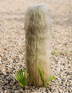 Greisenhaupt Greisenhaupt