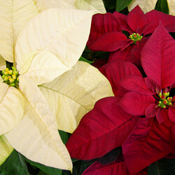 Weihnachtsstern rot weiß Weihnachtsstern rot weiß