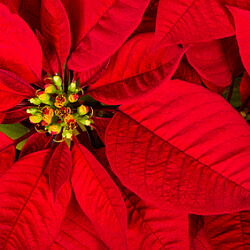 roter Weihnachtsstern roter Weihnachtsstern