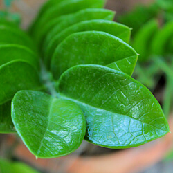 Zamioculcas Trieb