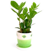 Zamioculcas, Glücksfeder (Zamioculcas zamiifolia) Zamioculcas, Glücksfeder (Zamioculcas zamiifolia)