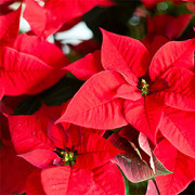 Weihnachtsstern, Poinsettie (Euphorbia pulcherrima) Weihnachtsstern, Poinsettie (Euphorbia pulcherrima)