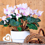 Alpenveilchen (Cyclamen persicum) Alpenveilchen (Cyclamen persicum)