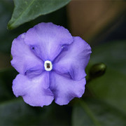 Brunfelsie (Brunfelsia pauciflora var. calycina) Brunfelsie (Brunfelsia pauciflora var. calycina)