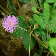 Mimose, Sinnpflanze (Mimosa pudica) Mimose, Sinnpflanze (Mimosa pudica)