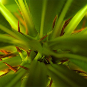 Madagaskarpalme (Pachypodium lamerei) Madagaskarpalme (Pachypodium lamerei)
