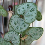 Leuchterblume (Ceropegia woodii) Leuchterblume (Ceropegia woodii)
