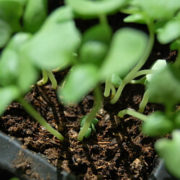 Anzuchterde: sinnvoll oder unnötiger Schnickschnack? Anzuchterde: sinnvoll oder unnötiger Schnickschnack?