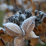 Zimmerpflanzen in der kalten Jahreszeit: Pflegetipps für den Winter Zimmerpflanzen in der kalten Jahreszeit: Pflegetipps für den Winter