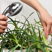 Zimmerpflanzen-Pflege: Auch Blumen brauchen mal Wellness Zimmerpflanzen-Pflege: Auch Blumen brauchen mal Wellness