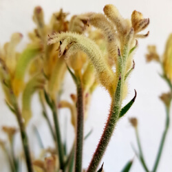 Anigozanthos Blüten