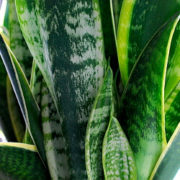 Bogenhanf (Sansevieria) Bogenhanf (Sansevieria)
