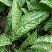 Calathea – anspruchsvolle Zimmerpflanze mit exotischem Aussehen Calathea – anspruchsvolle Zimmerpflanze mit exotischem Aussehen