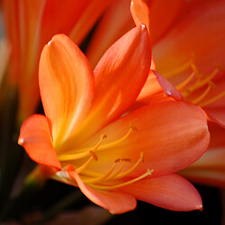 Riemenblatt - Clivie - Clivia