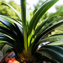 Riemenblatt - Clivie - Clivia Riemenblatt - Clivie - Clivia