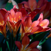Riemenblatt – die afrikanische Antwort auf die Amaryllis Riemenblatt – die afrikanische Antwort auf die Amaryllis