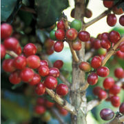 Kaffeebaum – die Schönheit aus den Tropen Kaffeebaum – die Schönheit aus den Tropen