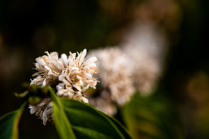 Kaffeebaum Blüten