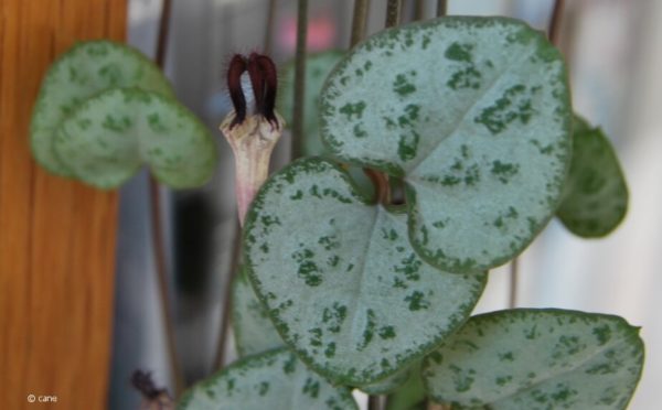 Leuchterblume (Ceropegia woodii)