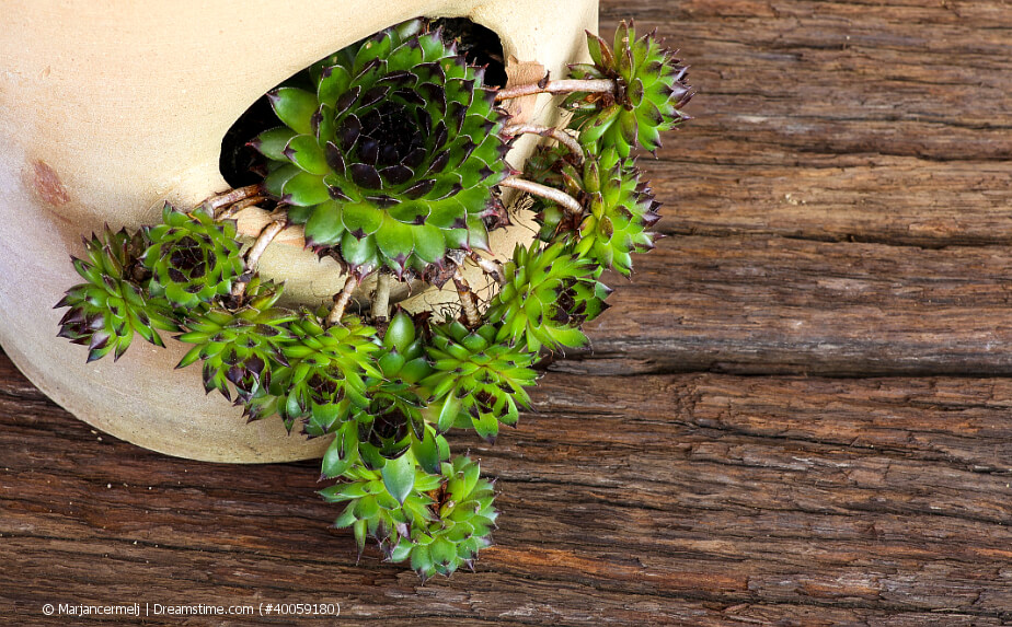 Ableger Sempervivum