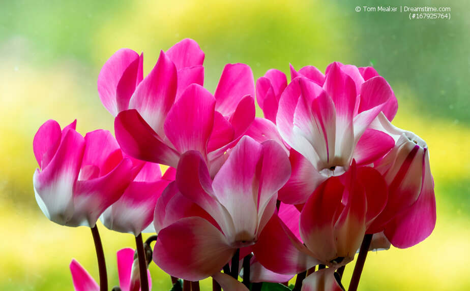 Blühendes Alpenveilchen (Cyclamen persicum)