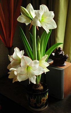 Weiße Amaryllis