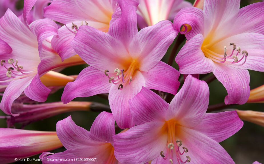 Rosa blühende Amaryllis