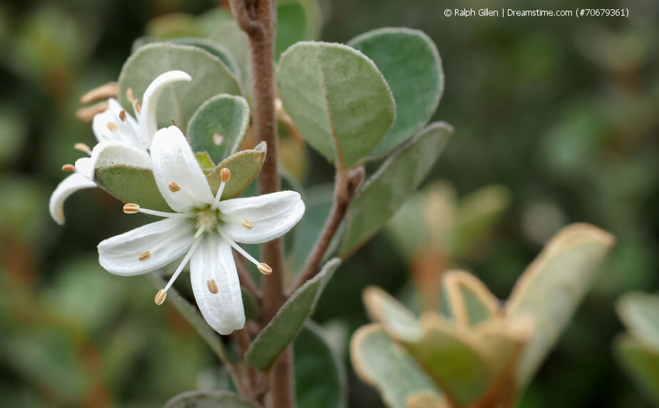 Australische Fuchsie (Correa)