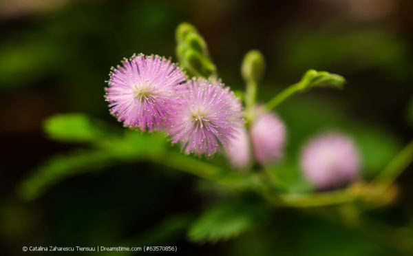 Mimose, Sinnpflanze (Mimosa pudica)