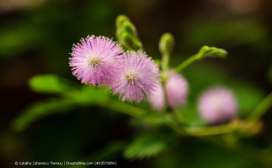 Blühende Mimose, Sinnpflanze (Mimosa pudica)