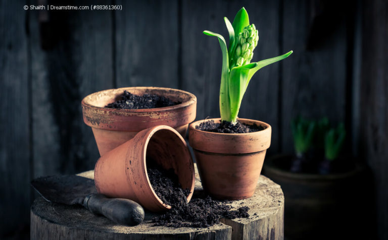Blumenerde für Zimmerpflanzen Pflanzenerde selbst herstellen