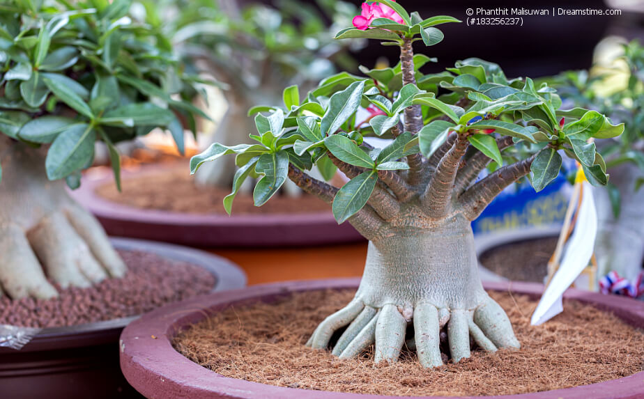 Bonsaierde und Bonsai