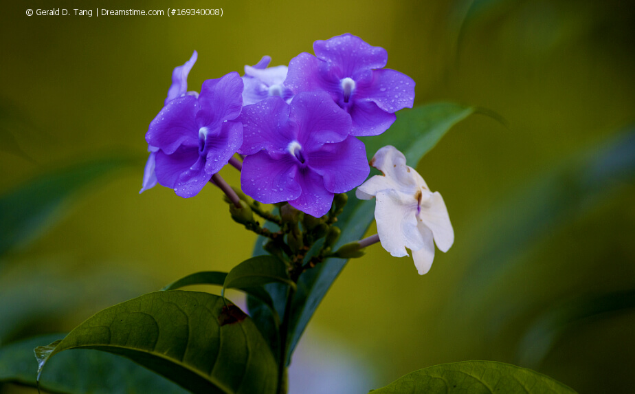 Blüten einer Brunfelsie (Brunfelsia pauciflora var. calycina)