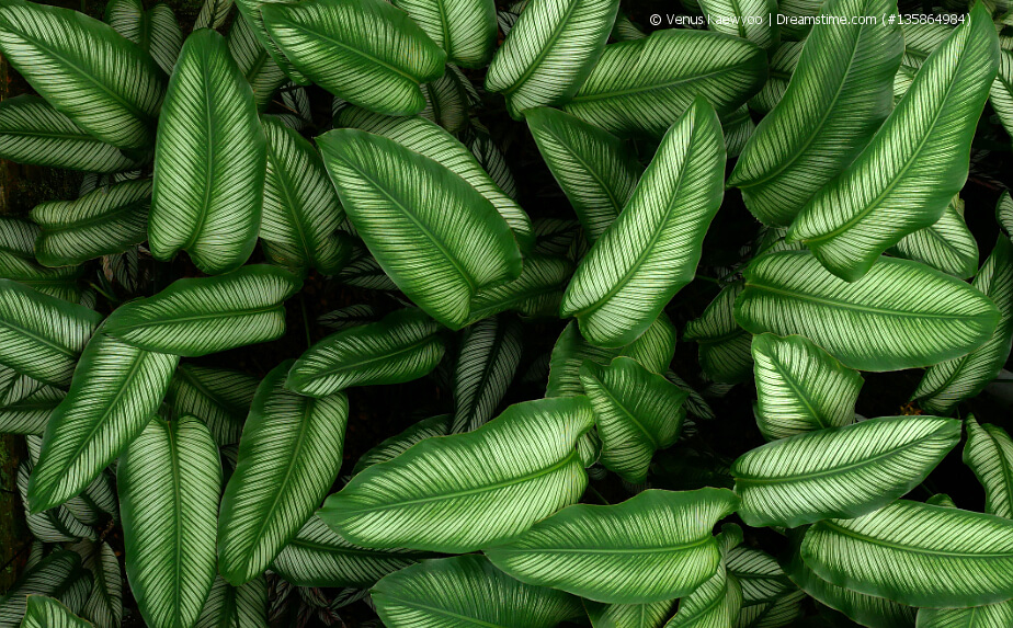 Calathea - Korbmarante