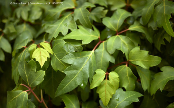 Cissus: Die Kletterpflanze für drinnen