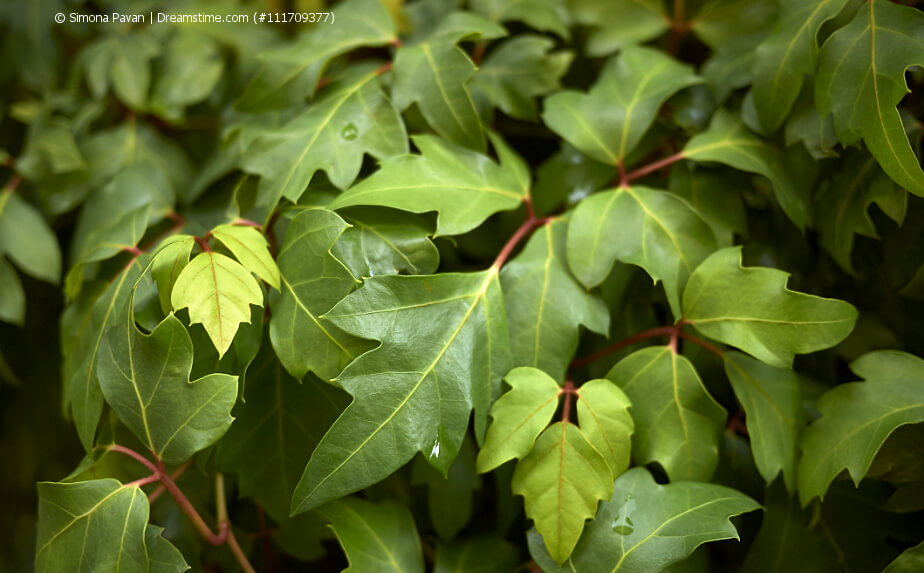 Cissus - Russischer Wein