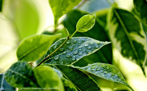 Birkenfeige: eine der beliebtesten Zimmerpflanzen