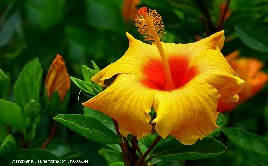 Gelb blühender Hibiskus