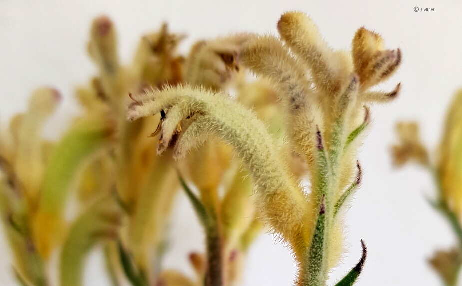 Blüten einer Känguruhpfote