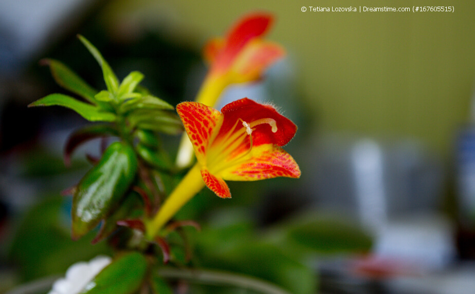 Blühende Columnee, Kolumnee, Rachenrebe (Columnea)