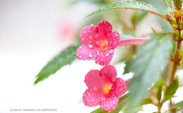 Schiefteller: tropische Blütenpracht für den Sommer