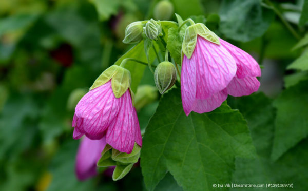 Schönmalve, Zimmerahorn (Abutilon)