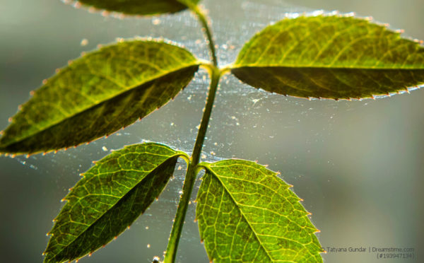 Spinnmilben an Zimmerpflanzen: Was saugt denn da?