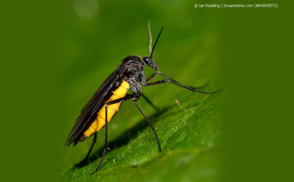Trauermücken – tierische Begleiter vieler Pflanzen