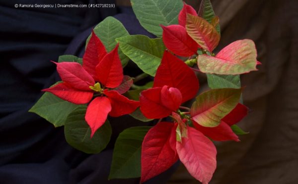 Weihnachtsstern, Poinsettie (Euphorbia pulcherrima)