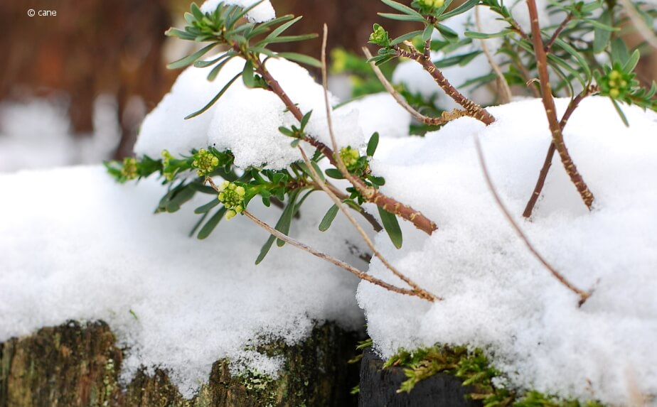 Schnee im Winter