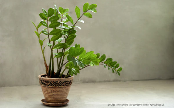 Zamioculcas, Glücksfeder (Zamioculcas zamiifolia)